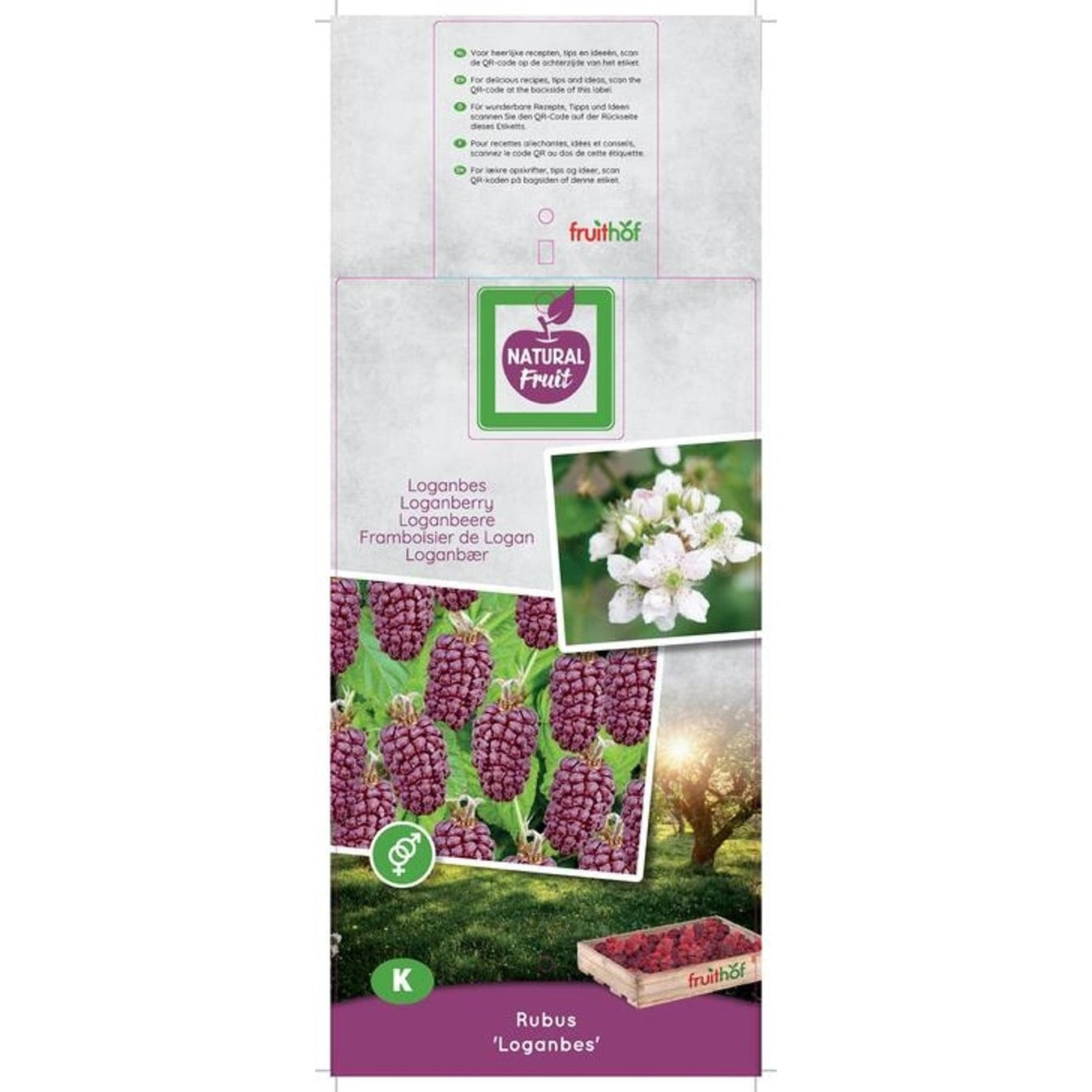 Loganbär – Rubus loganobaccus (Loganberry); - C7,5 125-150 CM